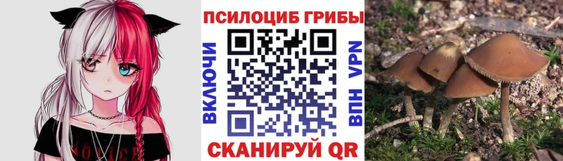 Галлюциногенные грибы Psilocybine cubensis  где можно купить наркотик  Покровск 