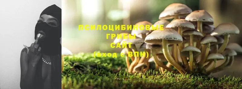 дарнет шоп  Покровск  Галлюциногенные грибы Magic Shrooms 